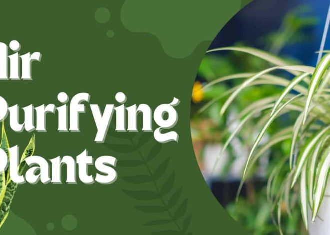8 Amazing Houseplants That Clean and Purify Indoor Air in Florida